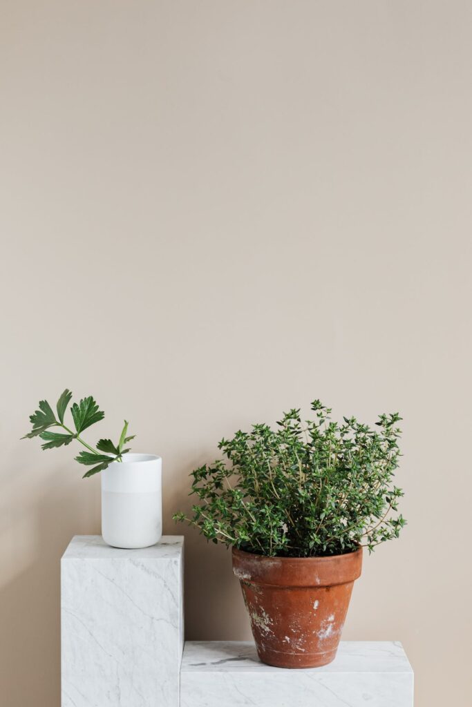 Quelle plante mettre dans un pot à l’extérieur ?